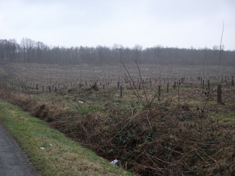 Travaux sylvicoles, entretien forestier - Musial