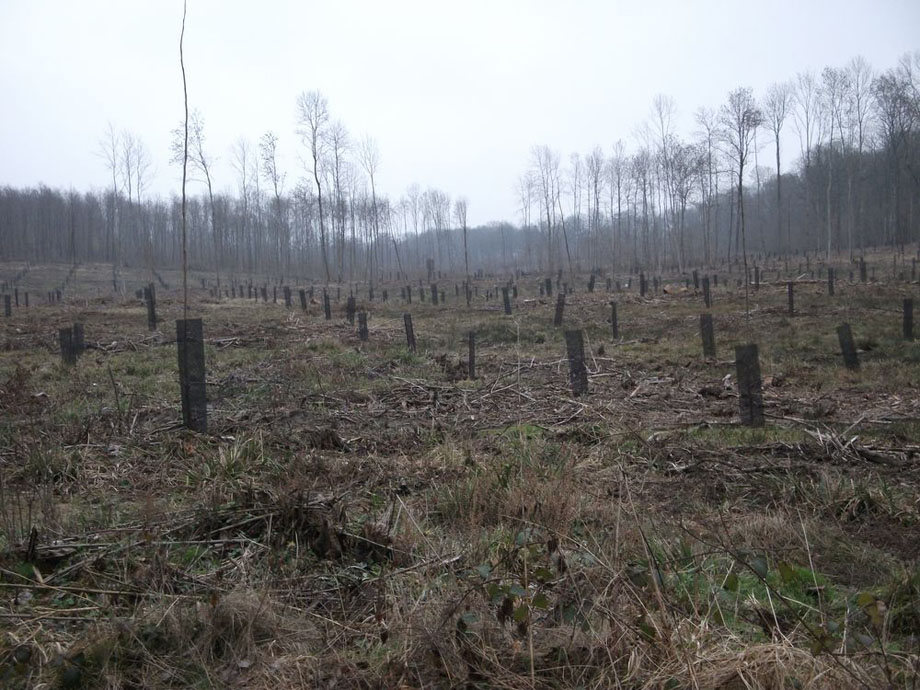 Travaux sylvicoles, entretien forestier - Musial